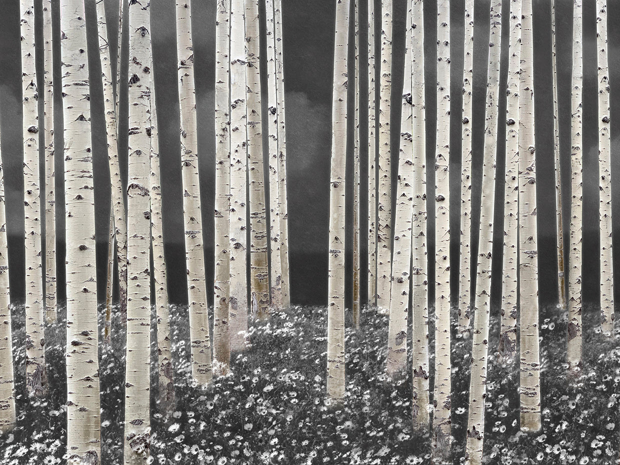 Birch Forest Dusk