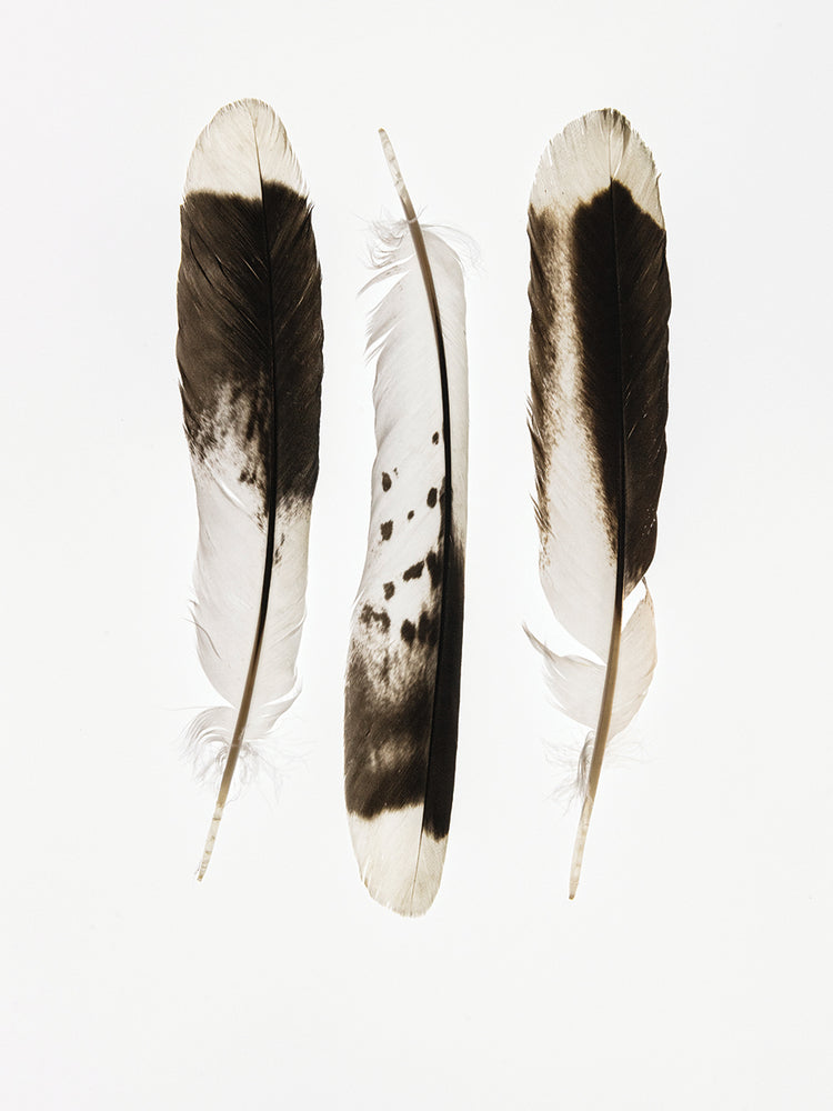 Three Feathers