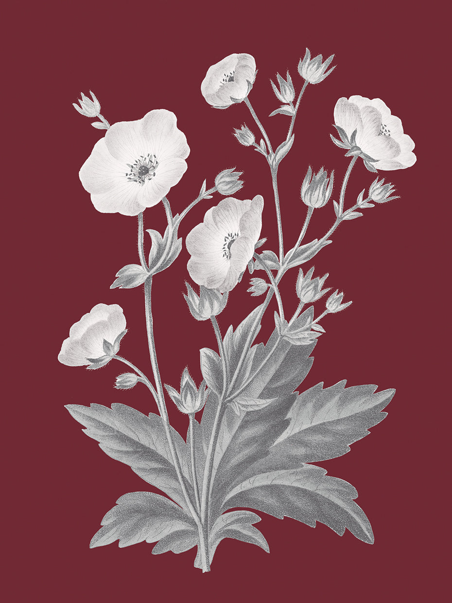 Pomegranate Botanical VI