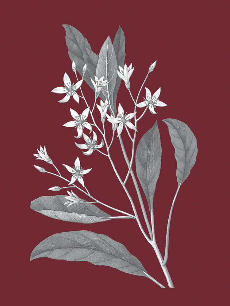 Pomegranate Botanical V