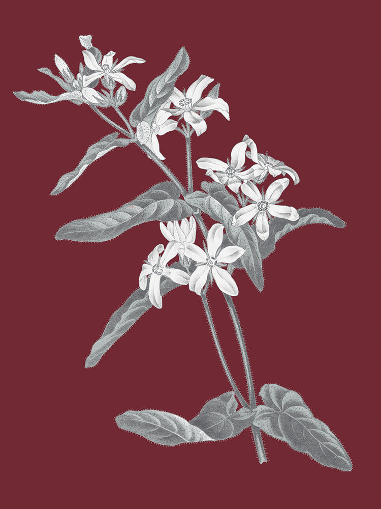 Pomegranate Botanical IV