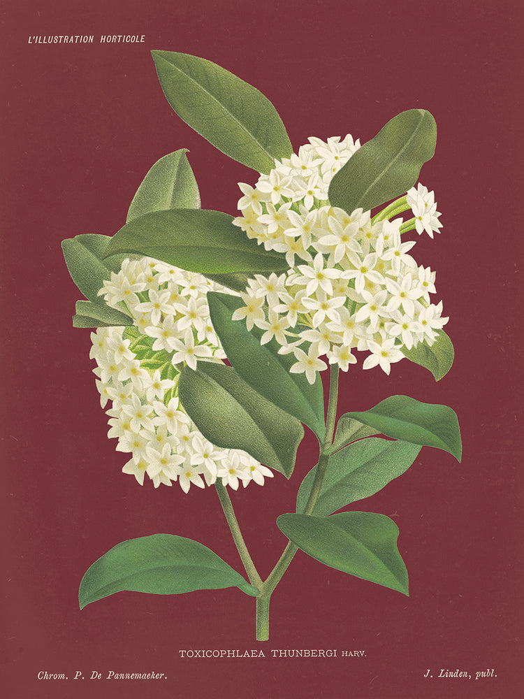 Winter Sweet Pomegranate