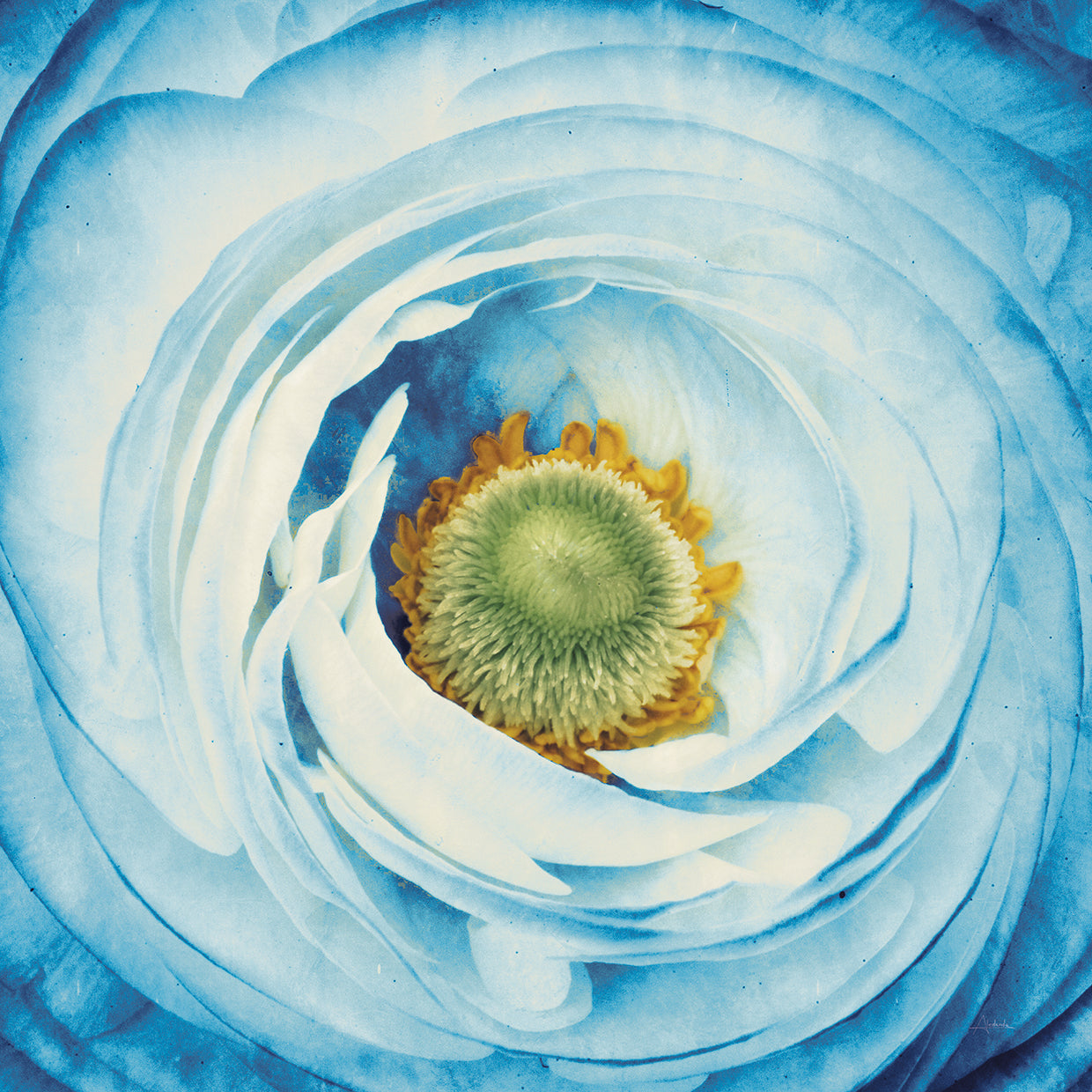 White Peony with Blue