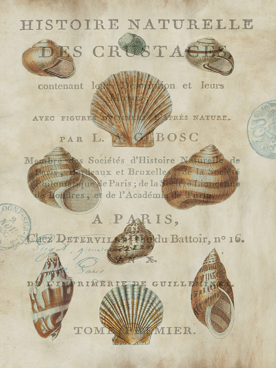 Shell Collection II