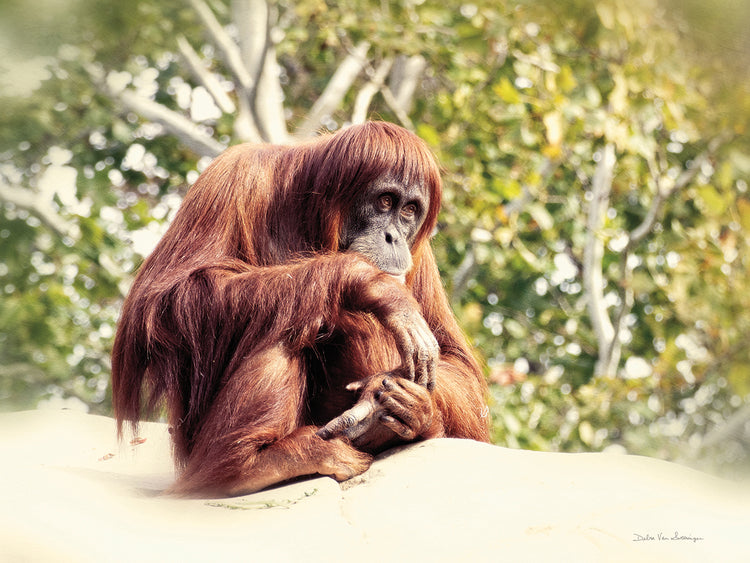 Arte de la lona del orangután