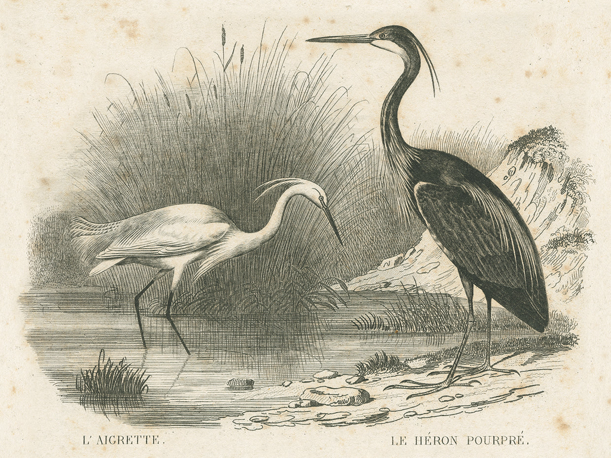 French Birds II