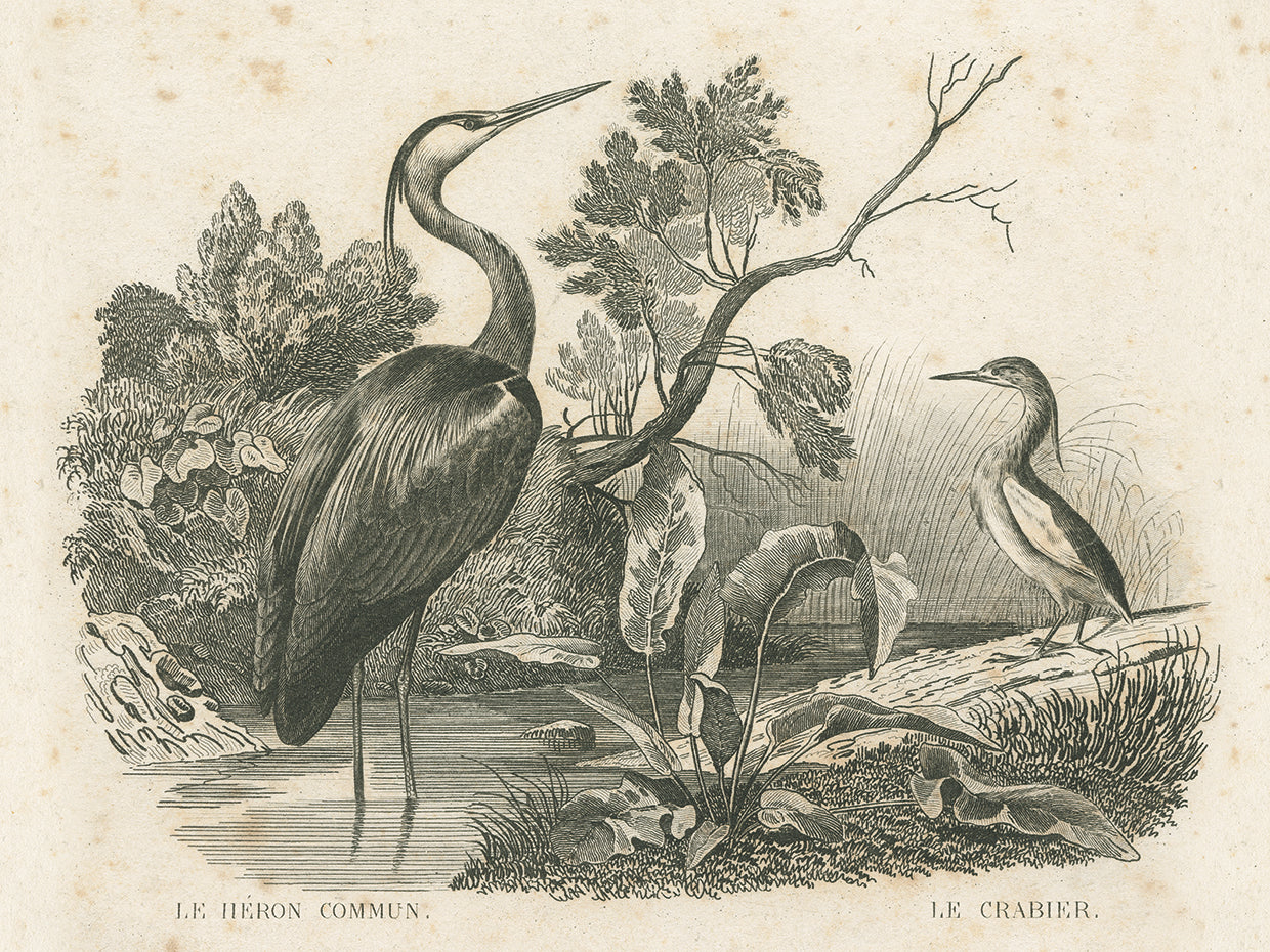French Birds I