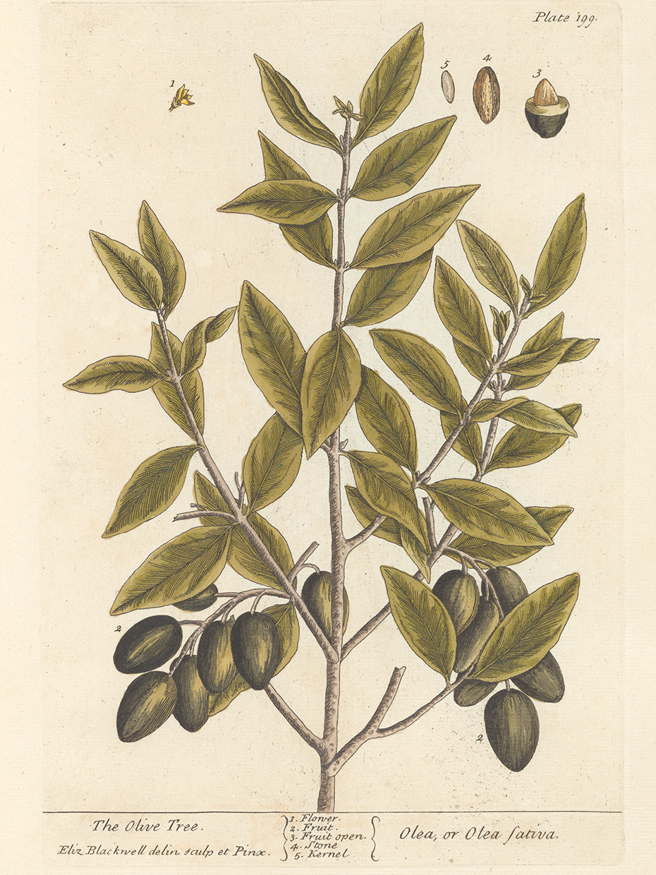 Olive Branch II