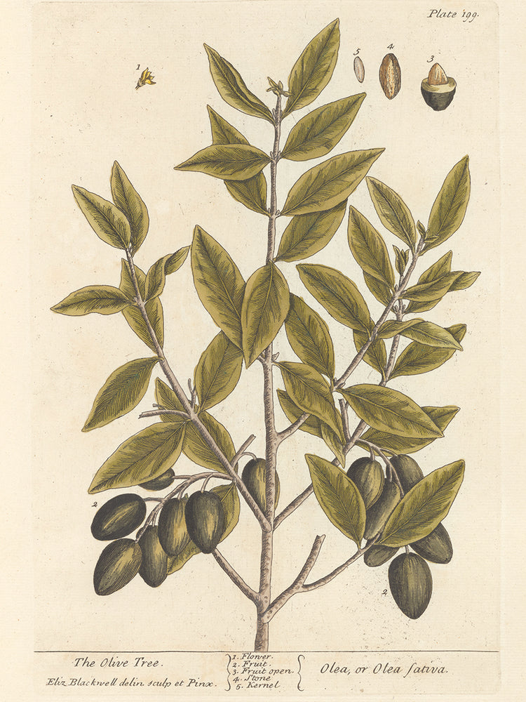 Cuadro en Lienzo Rama de Olivo II