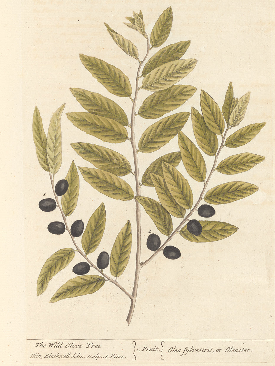 Olive Branch I