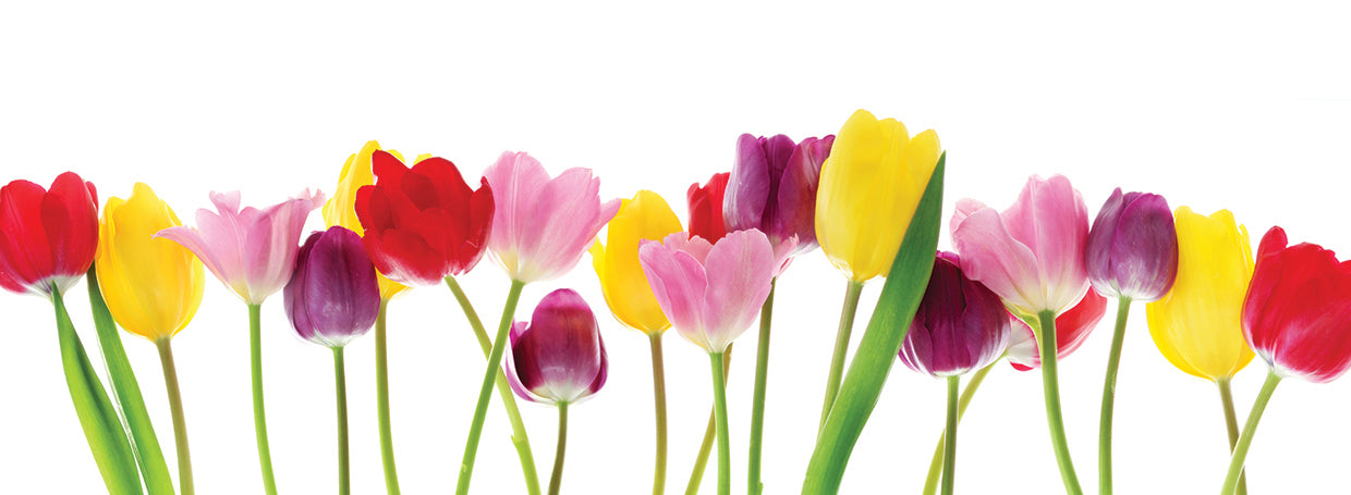 Rainbow Dutch Dance Tulips