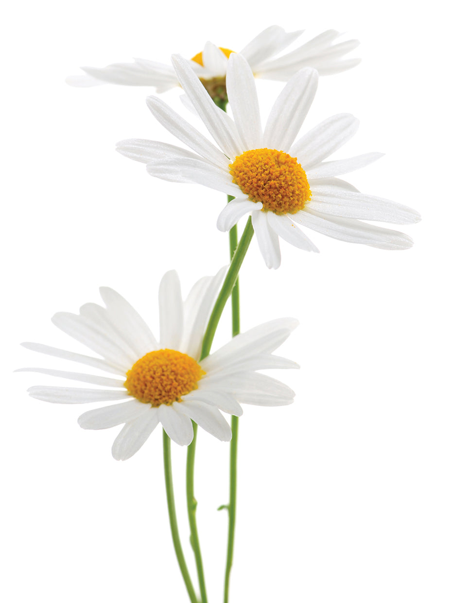 Encantador lienzo de Daisy Duo