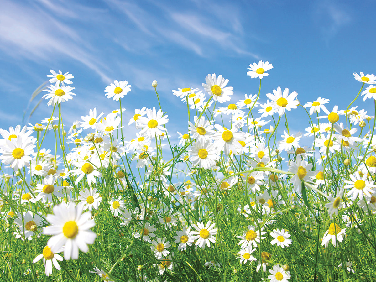 Blue Sky White Daisies