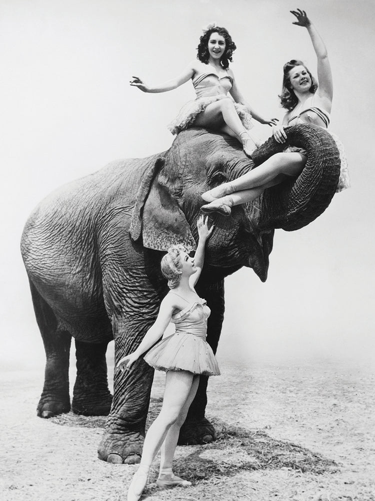 Arte exótico de la lona de los jinetes del elefante