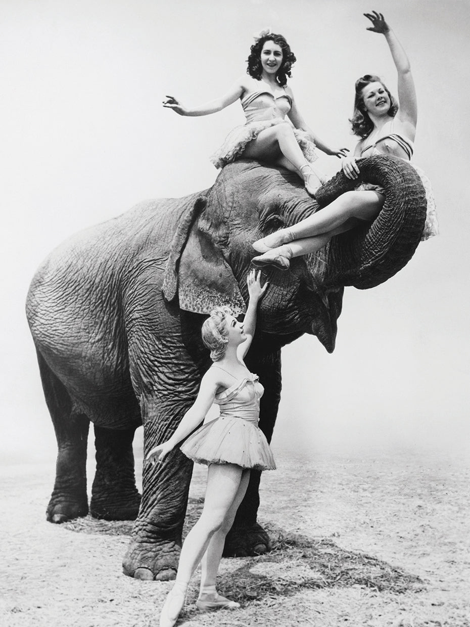 Arte exótico de la lona de los jinetes del elefante