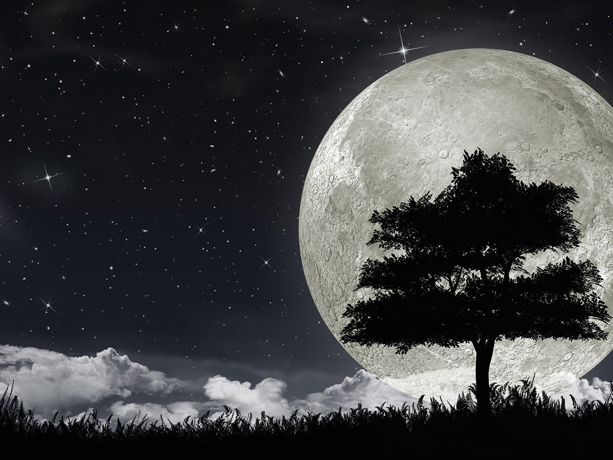 Big Moon Maple