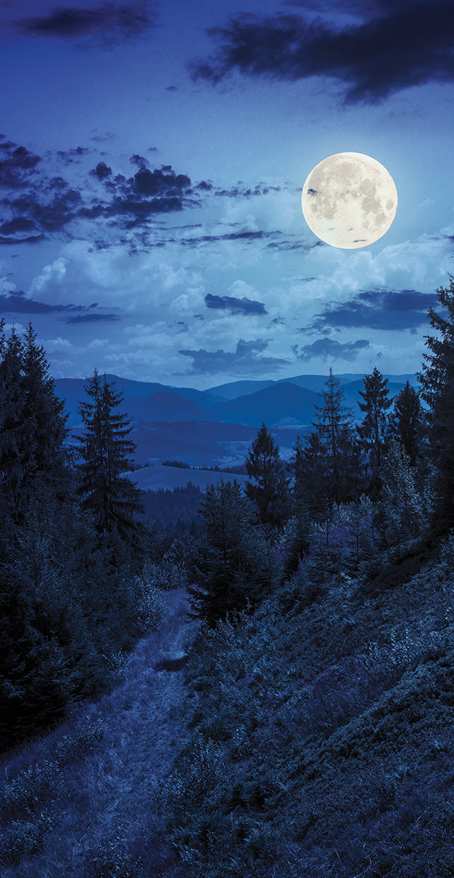 Moonrise Over the Pines
