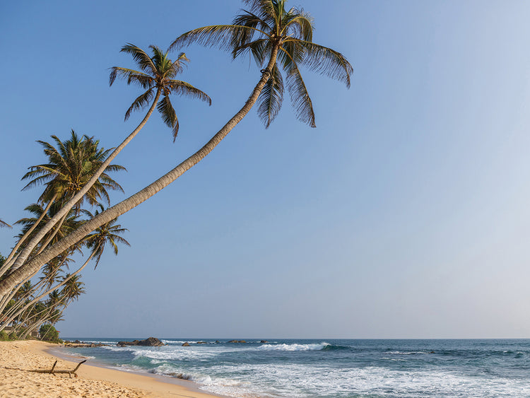 Palm Trees Reach Out to the Waves