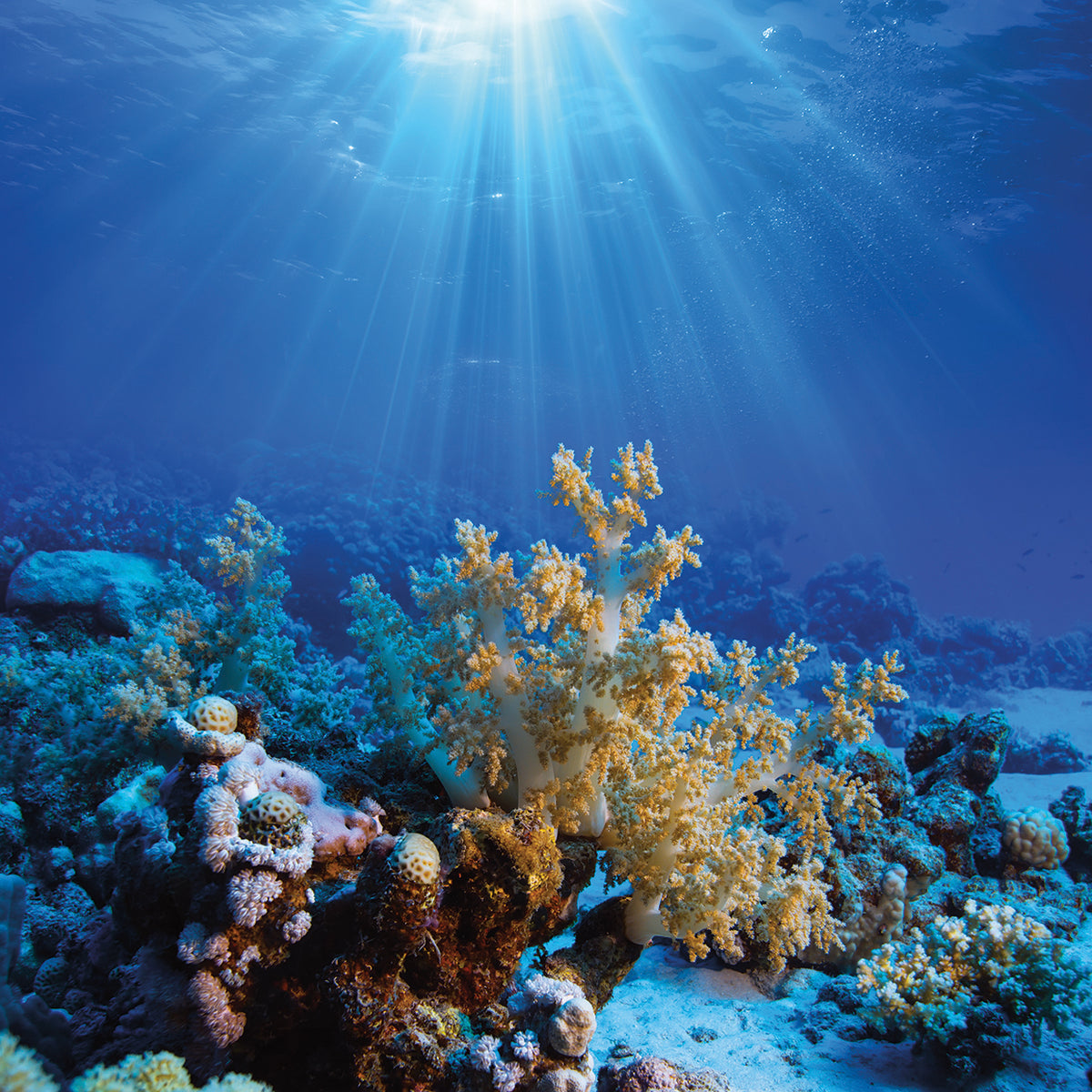 Coral Reef Teal Rays