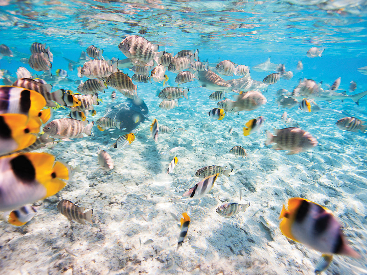 Butterfly Fish School's Out