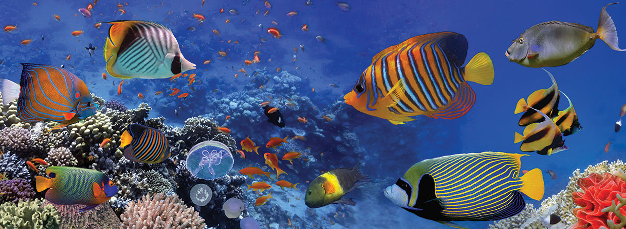 Tropical Fish Rainbow Panorama