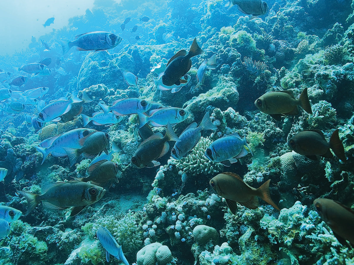 Tropical Sea Sapphires