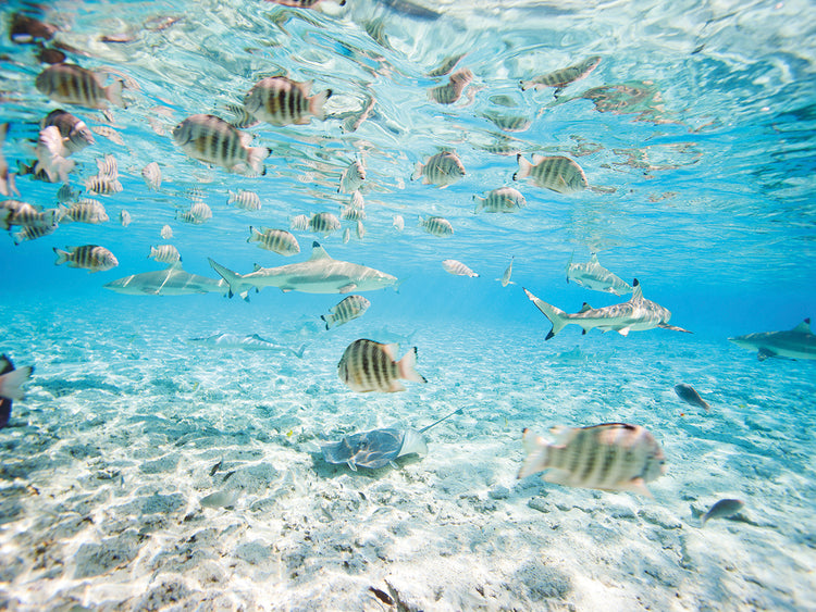 Silver and Blue Lively Lagoon