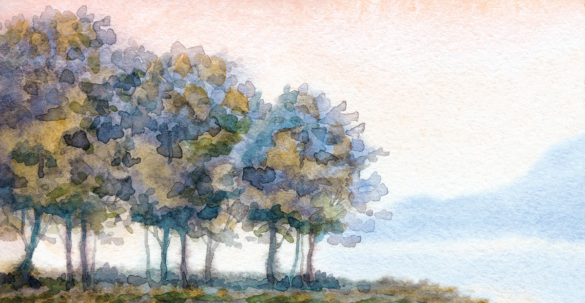 Misty Tree Cove