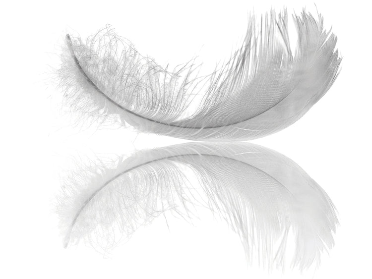 Flip Flopped Feather