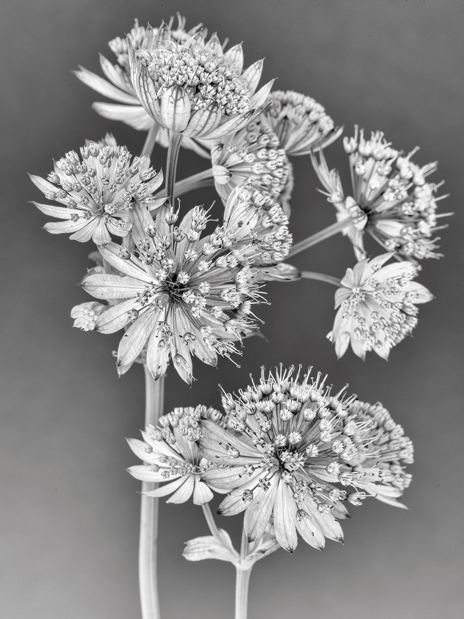 Silver Starburst Stems