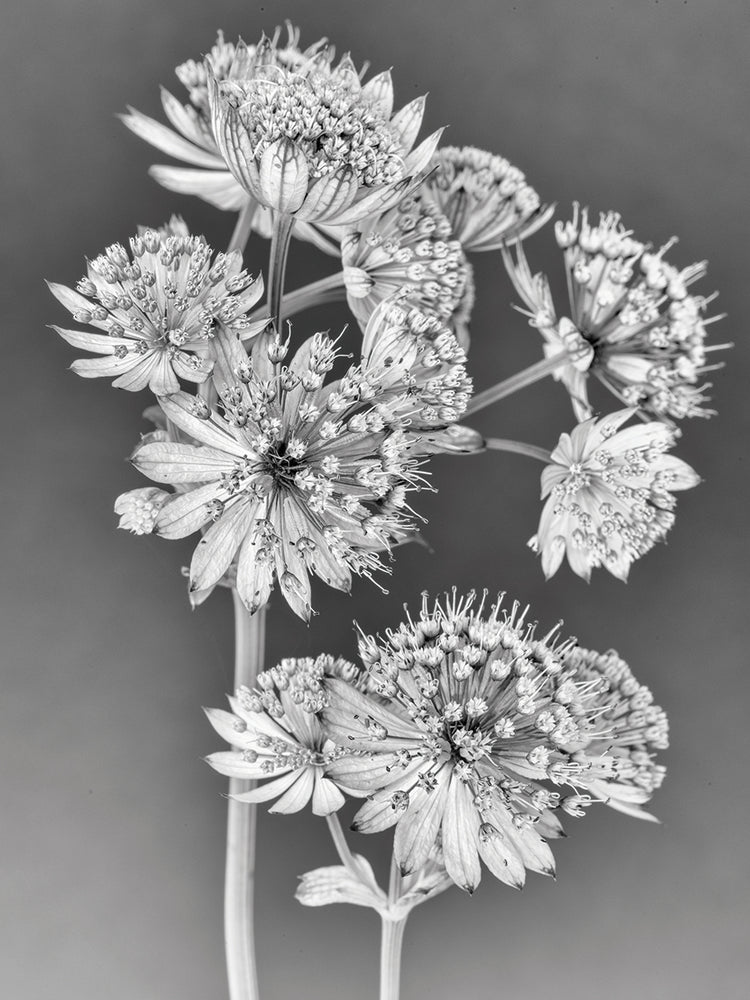 Arte de lienzo de tallos de Starburst plateado