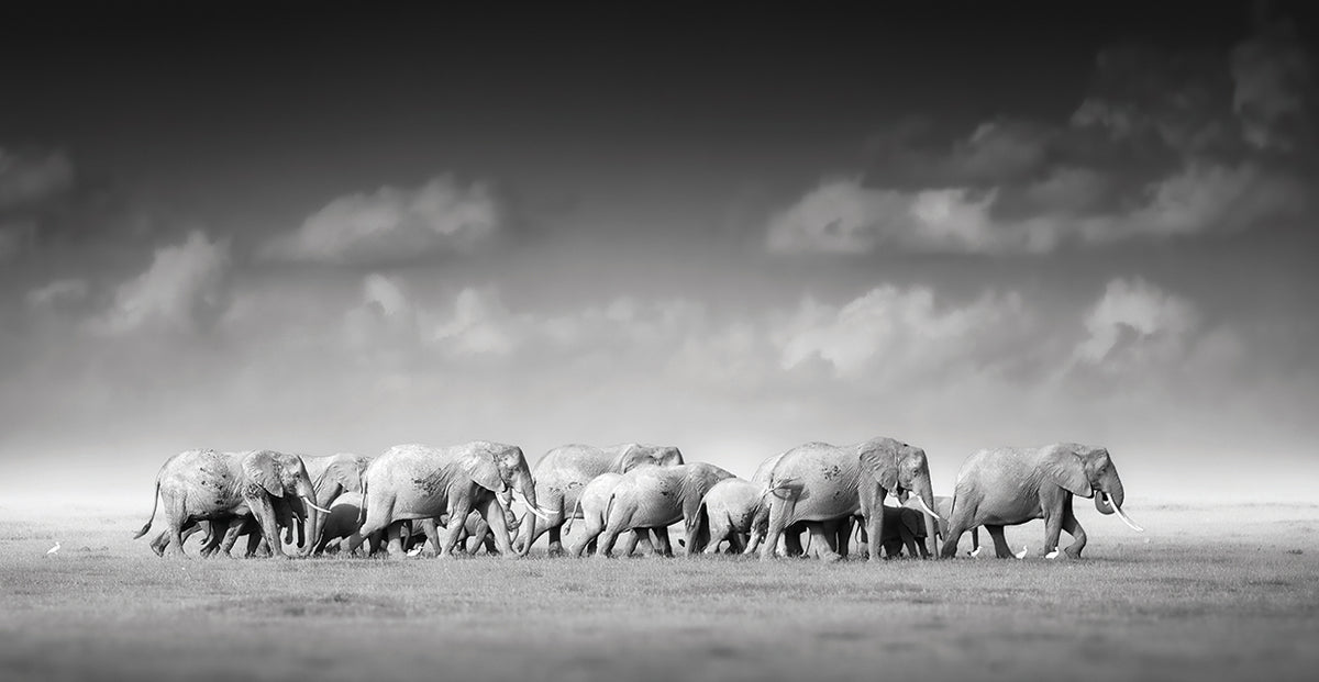 Elegant Elephant Herd