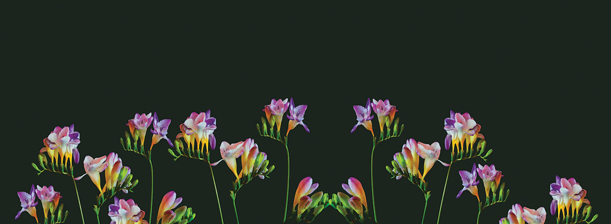 Black Velvet Freesia Floral