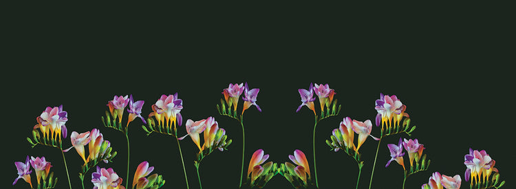 Arte de lienzo floral de fresia de terciopelo negro
