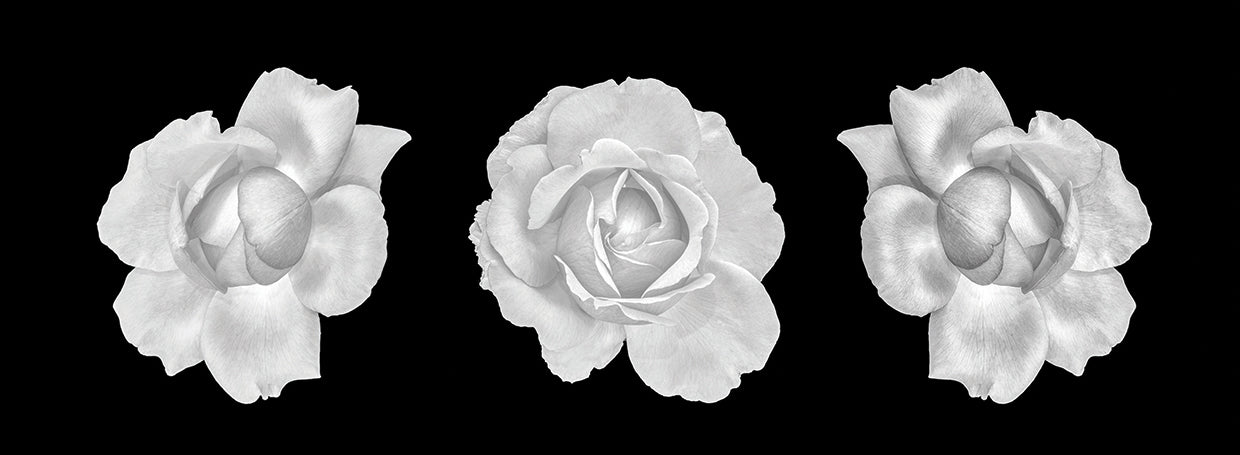 Classic Roses in Black and White
