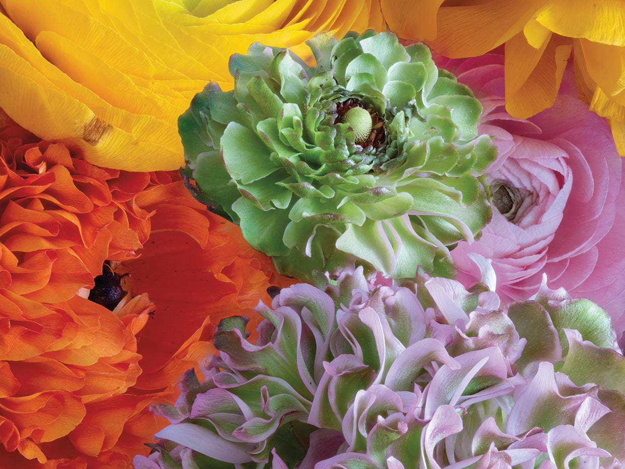 Candy Colored Bouquet Blooms