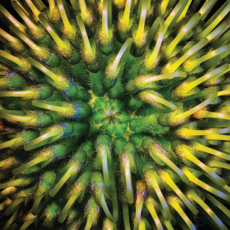 Arte de la lona de la criatura del primer plano de la planta exótica