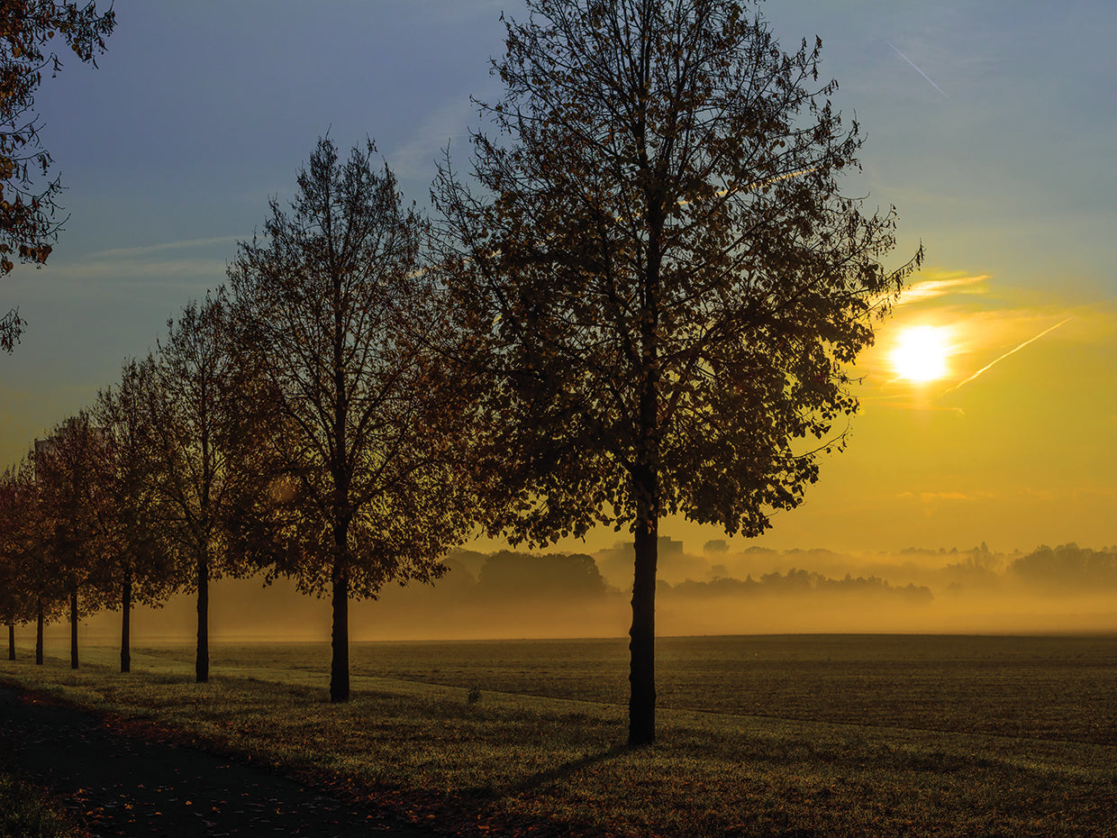 Quiet Country Lane Sunrise