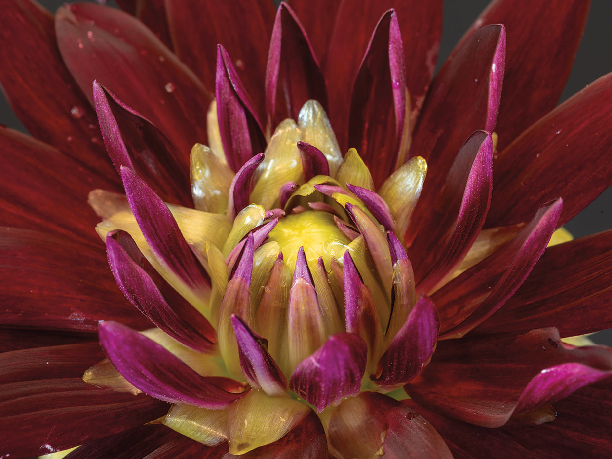Magenta Magnet Dahlia