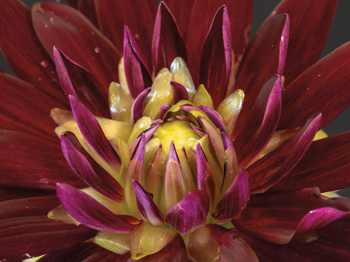 Magenta Magnet Dahlia