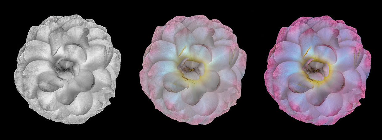 Step into Pink Camellias