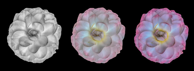 Step into Pink Camellias