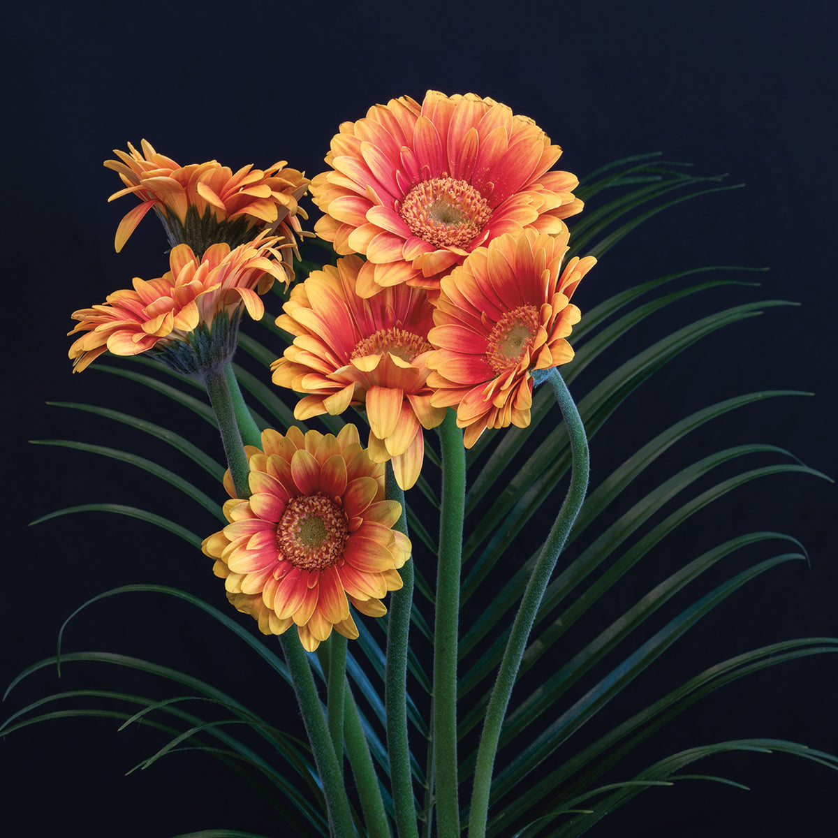 Glorious Golden Gerberas