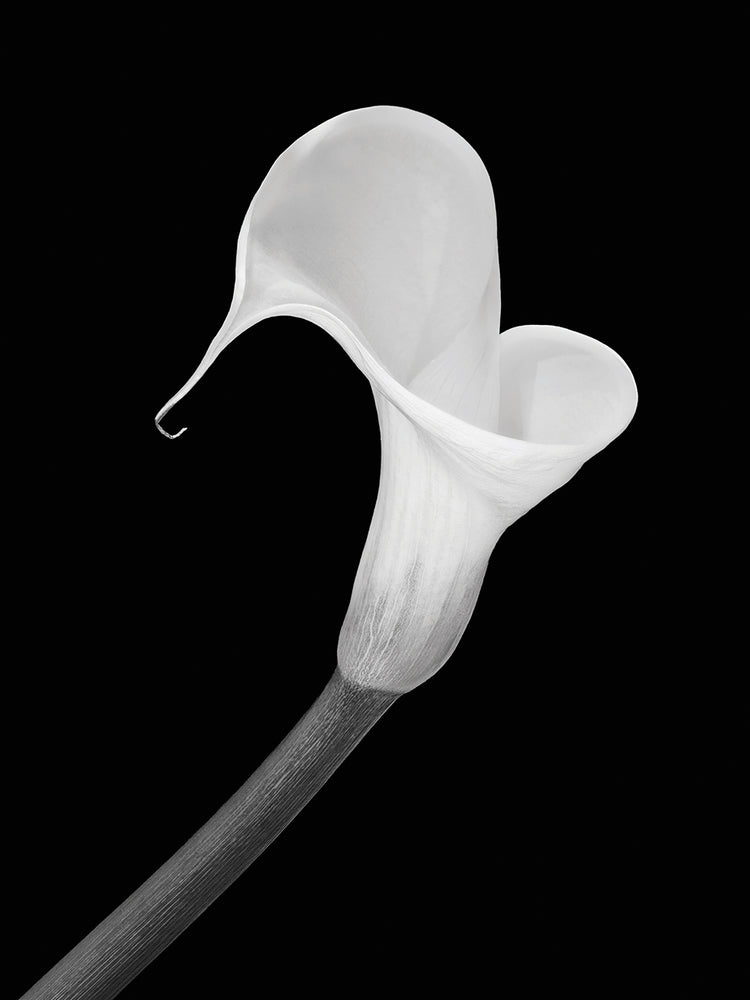 Arte de la lona de la piedra angular de Calla Lily