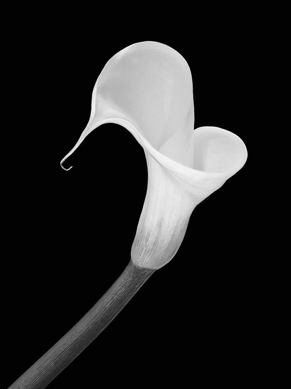 Arte de la lona de la piedra angular de Calla Lily