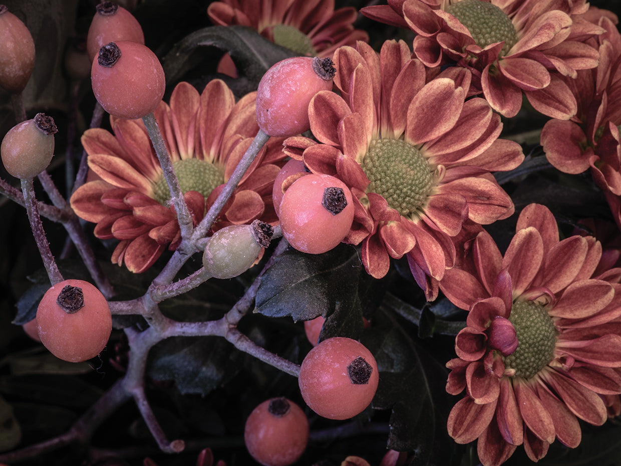 Rose Hips and Mum Melody