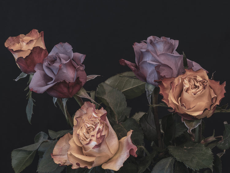 Arte de la lona del ramo de la rosa del espejo negro