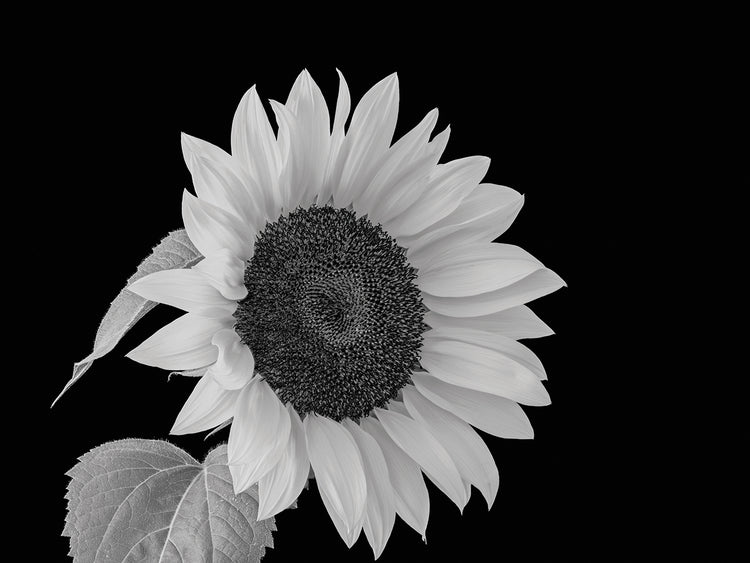 Sunflower Big and Bright