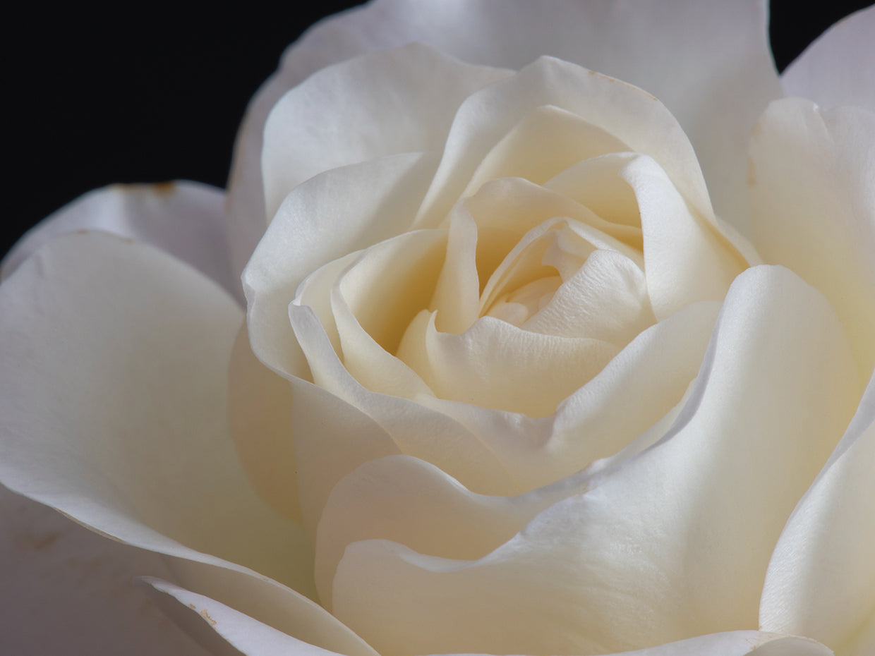 Whipped Cream Rose Petals