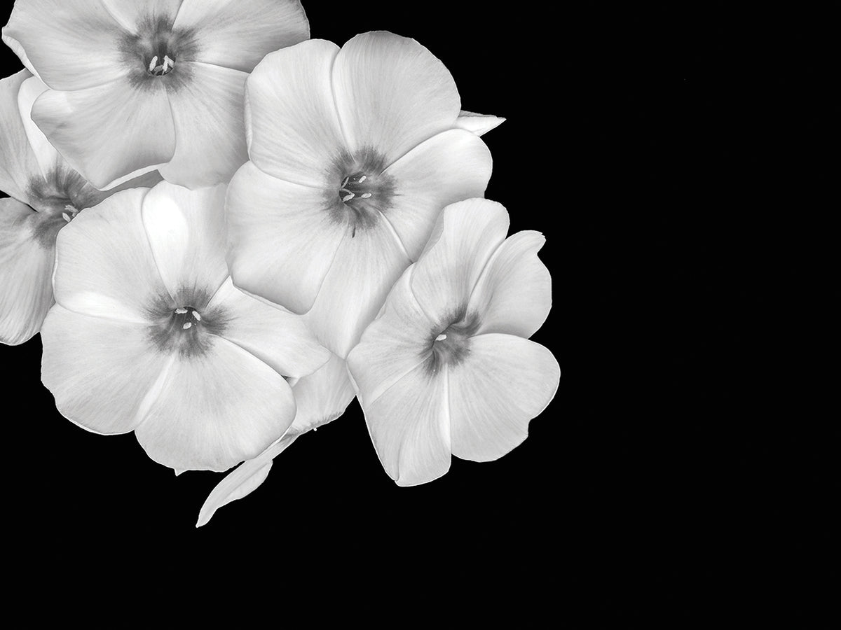 Forever Dark Phlox